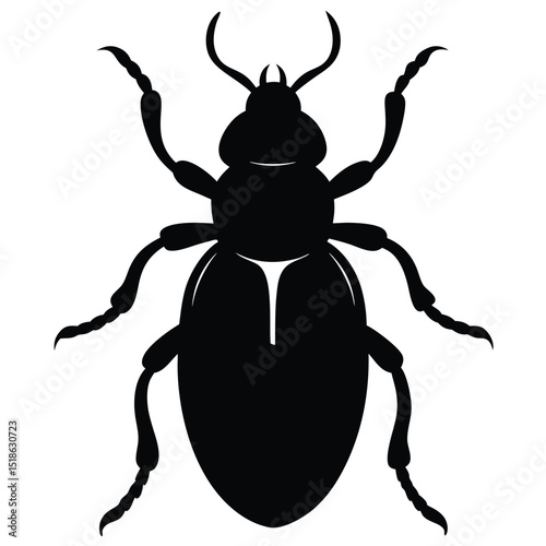 colorado potato beetle