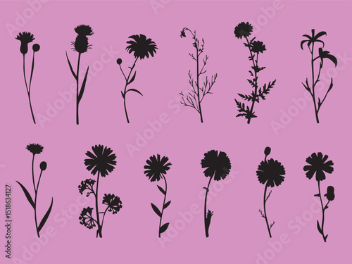Assorted Wildflower Botanical Illustrations in Black Silhouette on a Pink Background Creating a Striking Visual Effect silhouette This