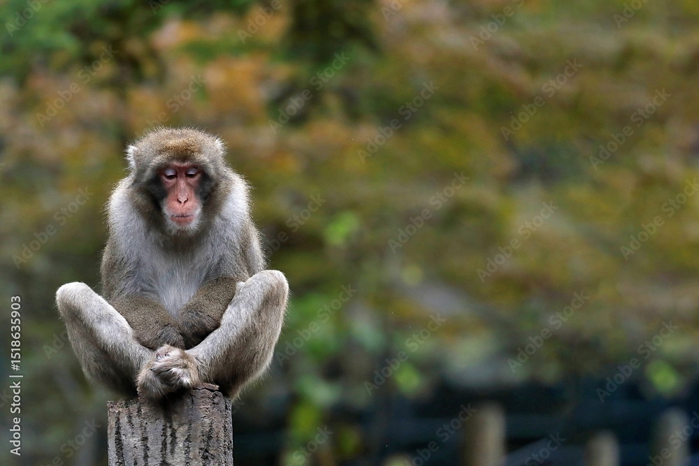 Obraz premium 柱の上で足を組むニホンザル
