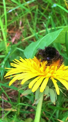 A bumblebee collects pollen from a dandelion. A bee pollinates a plant in the wild.