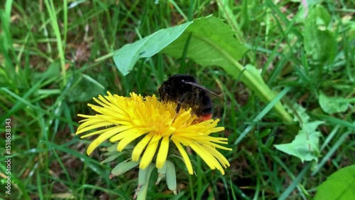 A bumblebee collects pollen from a dandelion. A bee pollinates a plant in the wild.