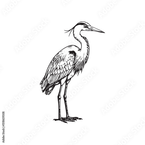 A majestic great blue heron standing tall, a detailed hand-drawn illustration