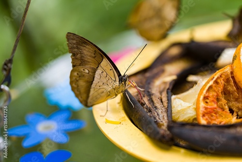 Close-Up of Butterfly Feeding on Fruit at Tropical Exhibit