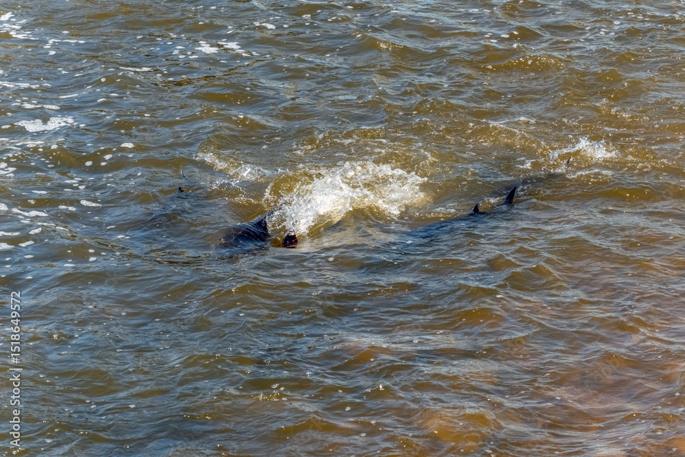 Fototapeta premium Lake Sturgeon Spawning At The Fox River Dam And Rapids At De Pere, Wisconsin, In Spring