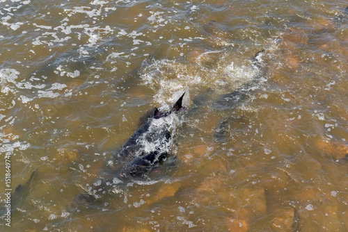 Lake Sturgeon Spawning At The Fox River Dam And Rapids At De Pere, Wisconsin, In Spring