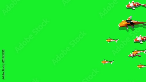 Green screen footage featuring animated koi fish swimming, perfect for chroma keying and adding visual effects to videos.Group of Colorful Koi Fish Swimming on a Green Screen Background 