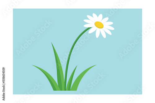 daisy flower on a green background