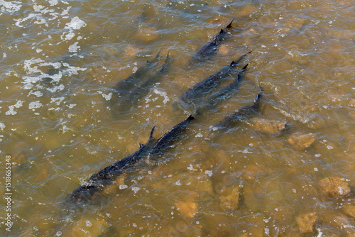 Lake Sturgeon Spawning At The Fox River Dam And Rapids At De Pere, Wisconsin, In Spring