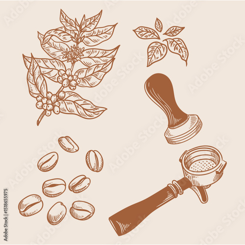 Set of vintage coffee illustrations hand-drawn in ink. Original drawings of coffee, a coffee plant, and coffee beans