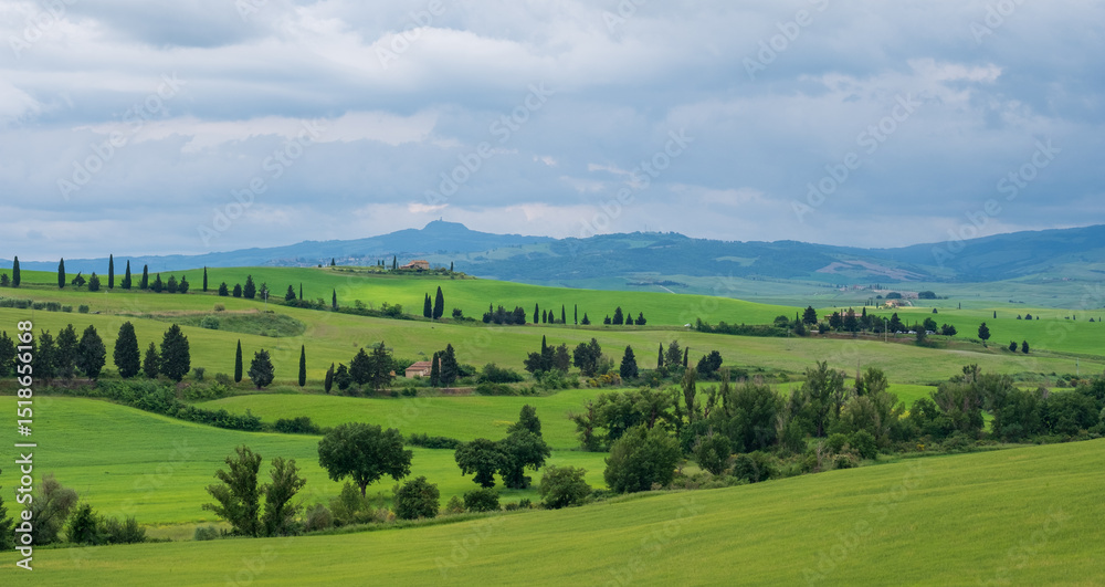 Obraz premium View of Tuscan rolling hills and cypress trees in the Orcia Valley near Pienza and San Quirico, Tuscany, Italy. . 