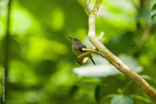 Small Tropical Sunbird on Branch in Lush Green Forest