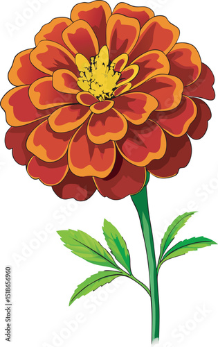 Orange marigold flower isolated
