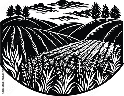 Lavender Field Silhouette | Blooming Purple Lavender Farm