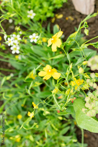 Tuberaria Lignosa plant in Saint Gallen in Switzerland 9.5.25 photo