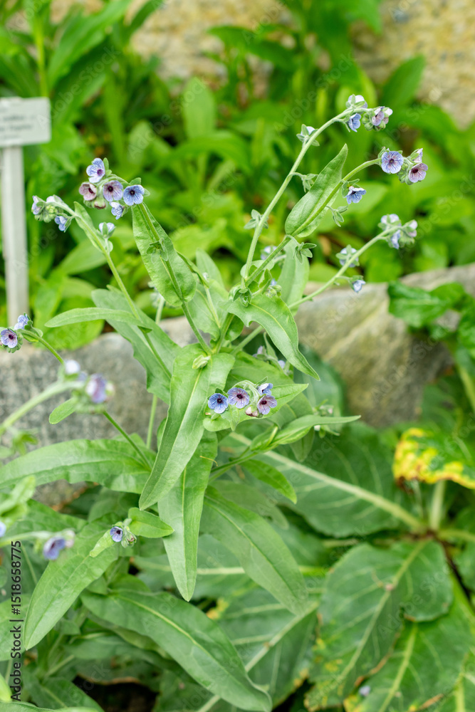Obraz premium Blue hounds tongue or Cynoglossum Creticum plant in Saint Gallen in Switzerland 9.5.25