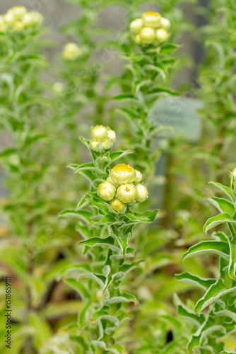 Helichrysum Foetidum plant in Saint Gallen in Switzerland 9.5.25