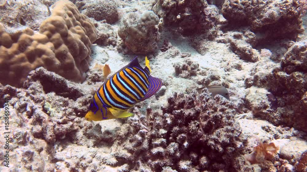 tropical angelfish in aquarium