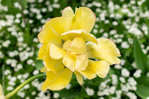 Tulip flowers in Saint Gallen in Switzerland 9.5.25