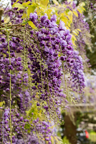 Foto Japanese wisteria or Wisteria Floribunda Violacea Plena plant in Saint Gallen in Switzerland 9