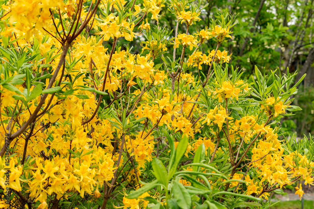 Obraz premium Yellow azalea or Rhododendron Luteum plant in Saint Gallen in Switzerland 9.5.25
