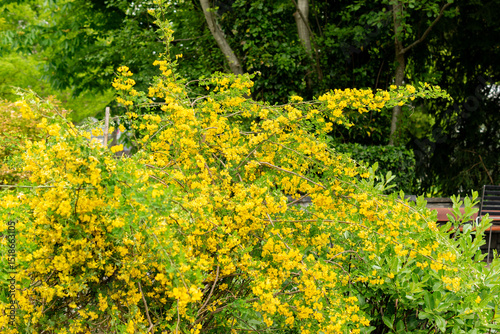 Scorpion senna or Hippocrepis Emerus plant in Saint Gallen in Switzerland 9.5.25 photo