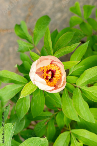 Paeonia Wittmanniana plant in Saint Gallen in Switzerland 9.5.25