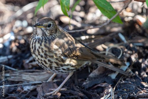 Close up of a song thrush (turdus philomelos)