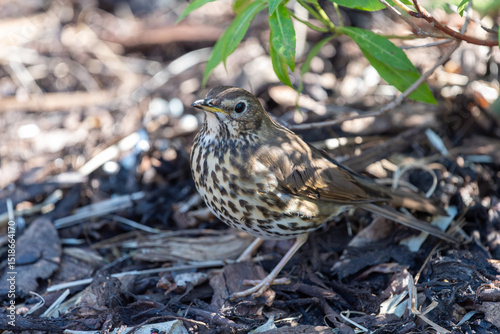 Close up of a song thrush (turdus philomelos)
