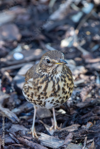 Close up of a song thrush (turdus philomelos)