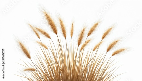 Switchgrass illustration on white. Tall, wiry stems with feathery seed heads. Natural beauty, eco friendly, sustainable, renewable resource, wildflower, background, texture, eco-conscious design