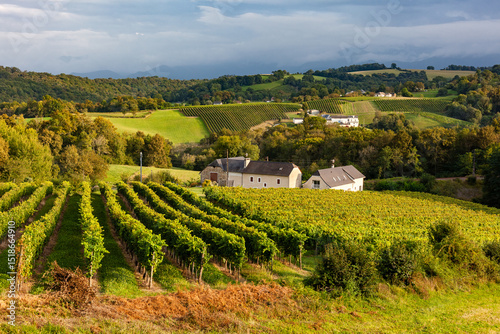 Gan, France - December 31, 2018: Jurancon vineyard, hill covered with vines, neat rows of vineyard under warm afternoon light, sweet white wine from the AOC Jurancon, French Pyrenees