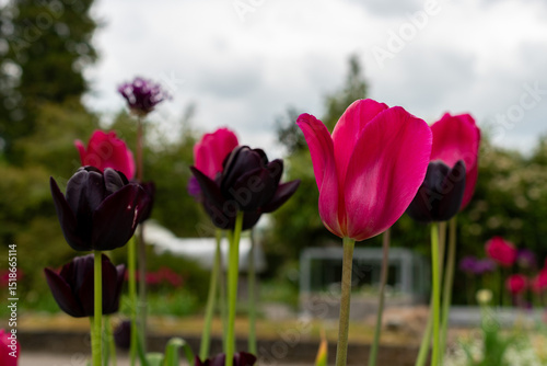 Tulip flowers in Saint Gallen in Switzerland 9.5.25