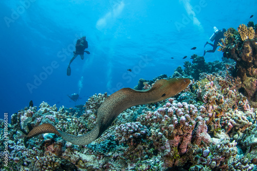 Fototapeta Naklejka Na Ścianę i Meble -  Moray eel, French Polynesia
