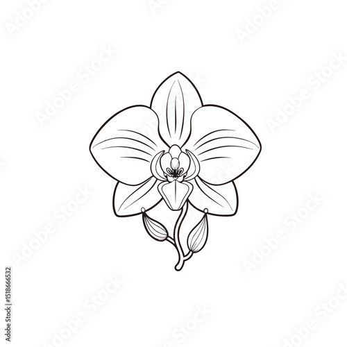 Orchid blossom flower