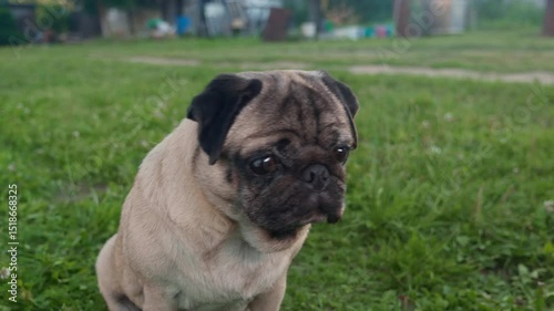 Cute Dog Sitting on a Green Backyard Lawn and Looks at Camera. Pug with interest turns its head in different directions funny close up. Colorful Outdoor Portrait in warm sunset lights