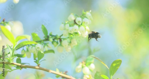 insects pollinate blueberries in  spring