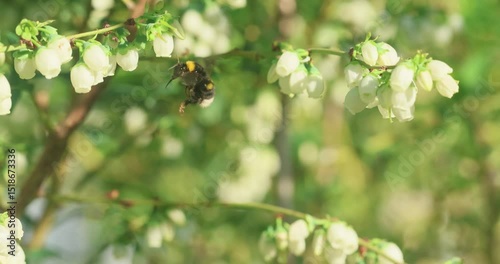 insects pollinate blueberries in  spring