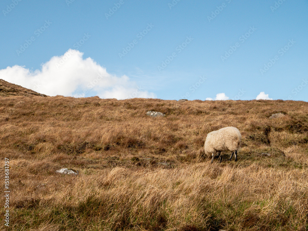 Fototapeta premium Wool sheep grazing grass on a slope of a hill, warm blue sky. Farming and agriculture. Mother and baby sheep on a sunny day.