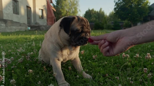 Cute pug dog eating raspberry treats from hand owner during training for obedience outdoors. Man given treats and food for dog and having fun best friends together