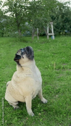 Cute pug dog eating cheese treats from hand owner during training for obedience outdoors. Man given treats and food for dog and having fun best friends together