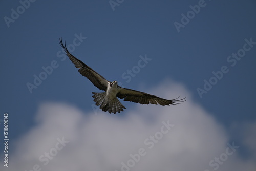 osprey in flight, Osprey, Nature, Wildlife, Canada