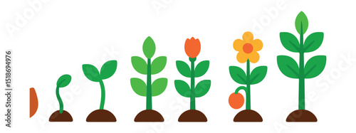 Flat vector icons of plant growth stages: seed, sprout, young shoot, leafing stem, budding flower, blooming plant, fruiting phase, full-grown plant.