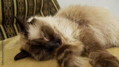 Lazy adult cat licking paws and washing face and ears on fur blanket. Happy carefree domestic pet lies yawns and stretches in slow motion