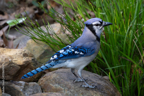 Profile of Blue Jay on rocks