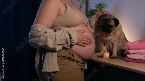 Pregnant woman with big belly in anticipation getting ready for the maternity at home. Cute pet pug dog showing affection and intimacy for the baby. preparing for the birth of a child