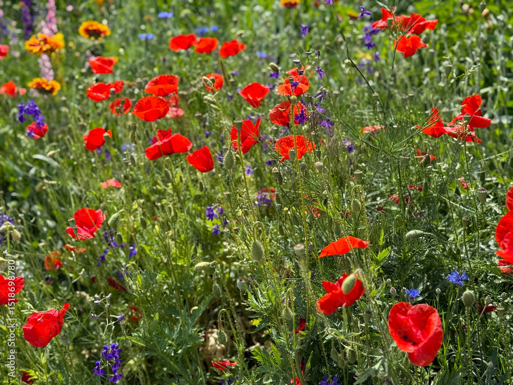 Fototapeta premium Field of blooming red poppies and wildflowers on a sunny summer day. Vibrant natural meadow with colorful flora.