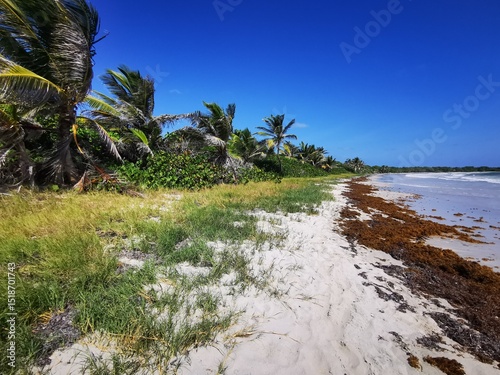 Les sargasses aux Antilles