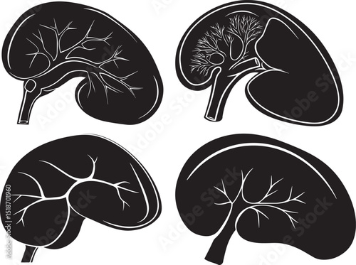 Liver silhouette, Liver silhouette icons set, human organ vector, liver vector silhouette