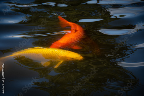 Japanese vibrantly colored carp swim