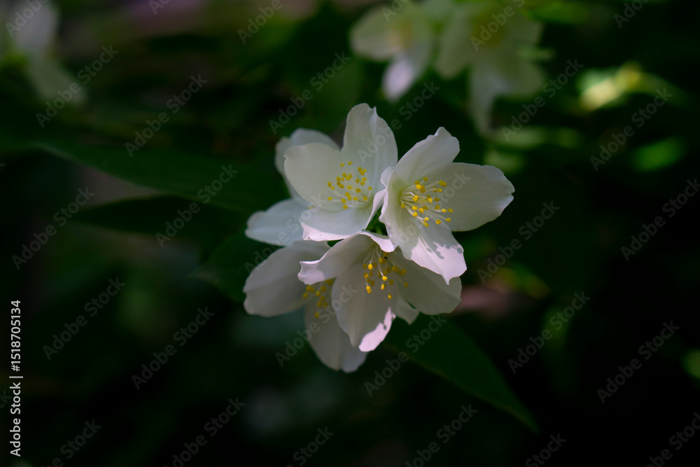 Fototapeta premium white flowers of a cherry